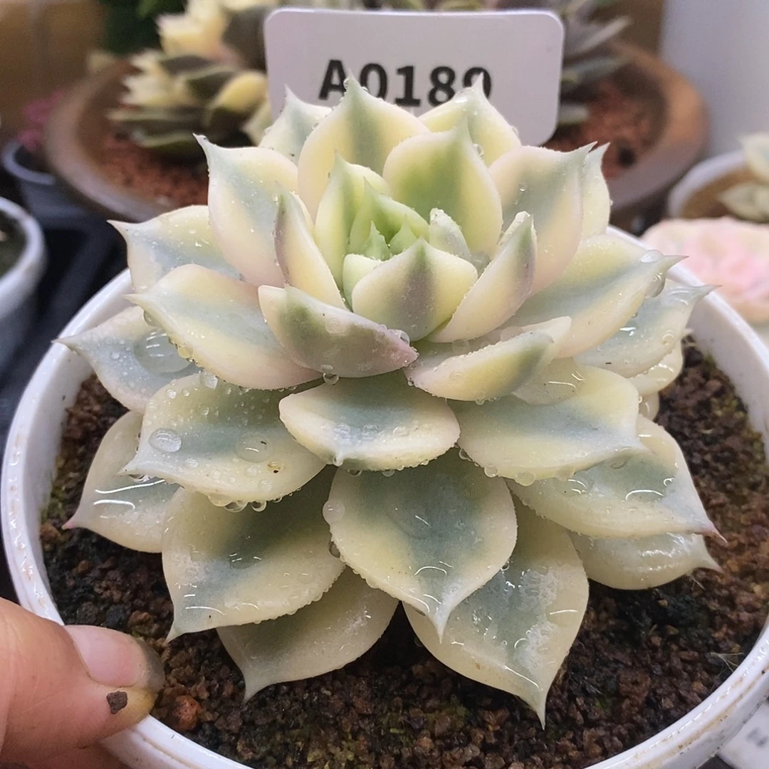 188贝加尔湖hhhh哈哈哈