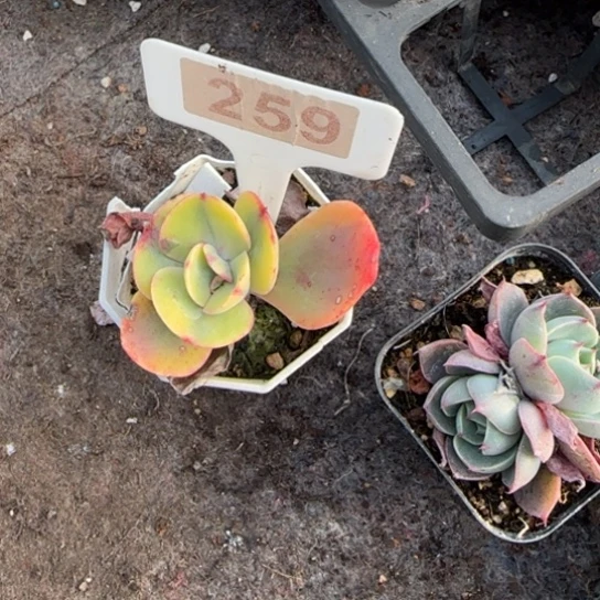 259秀妍锦多肉植物多