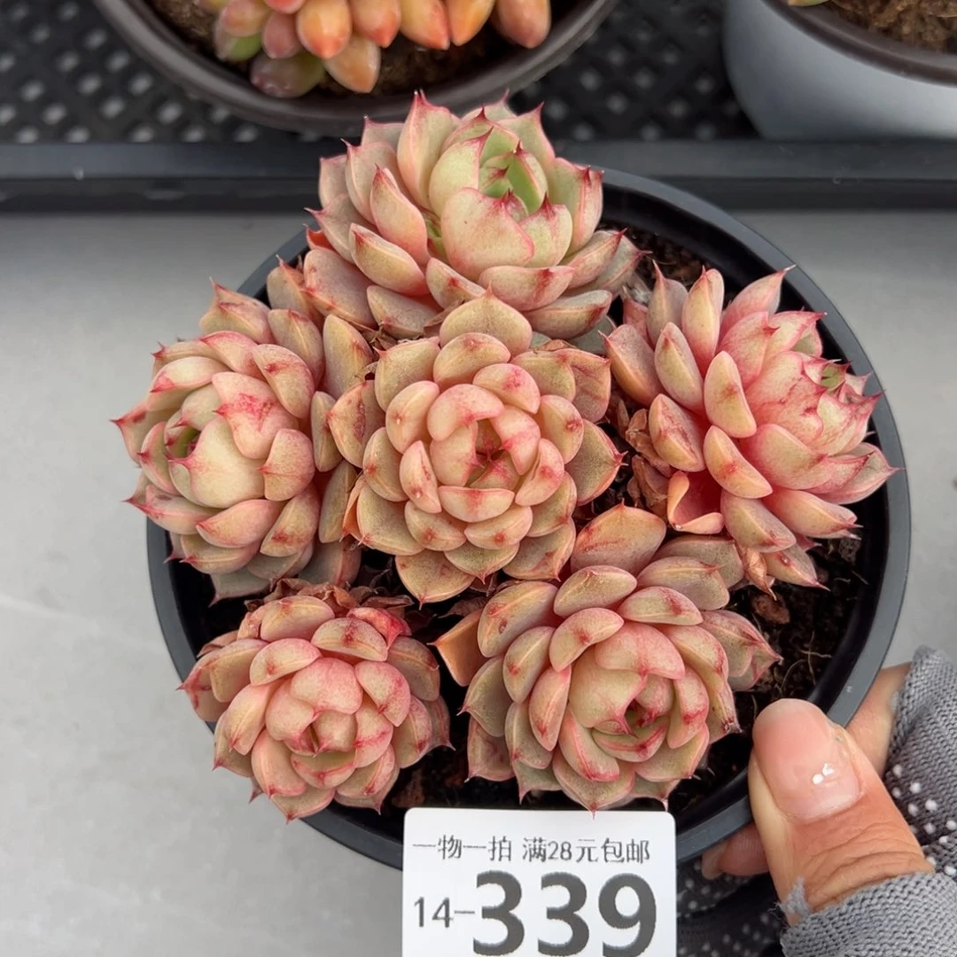 笨吧多肉多肉多肉多肉