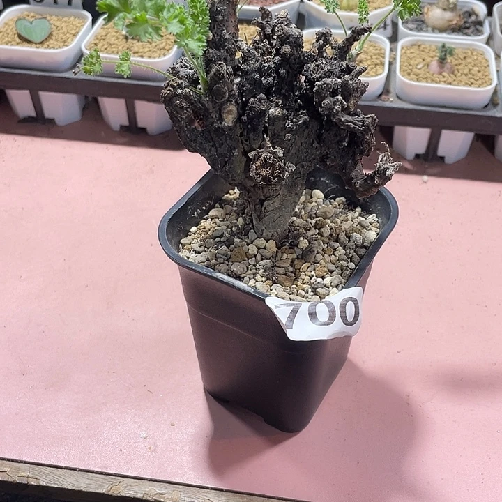 700浮力产地黑珊瑚杨葵