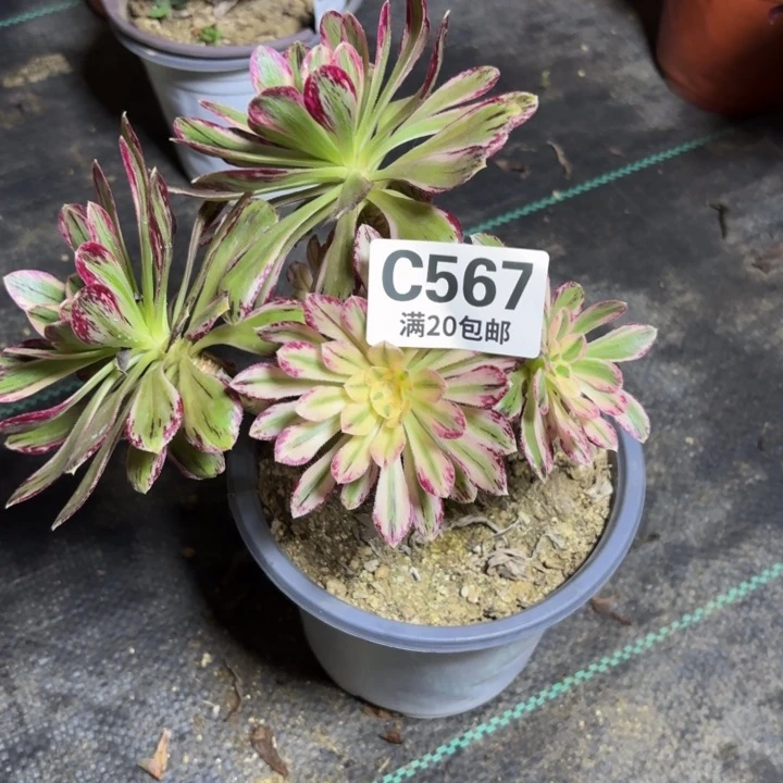 瑞妈一物一拍567