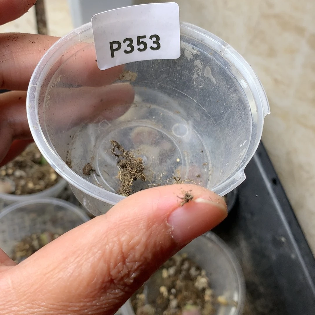 白*P353多肉植物保护