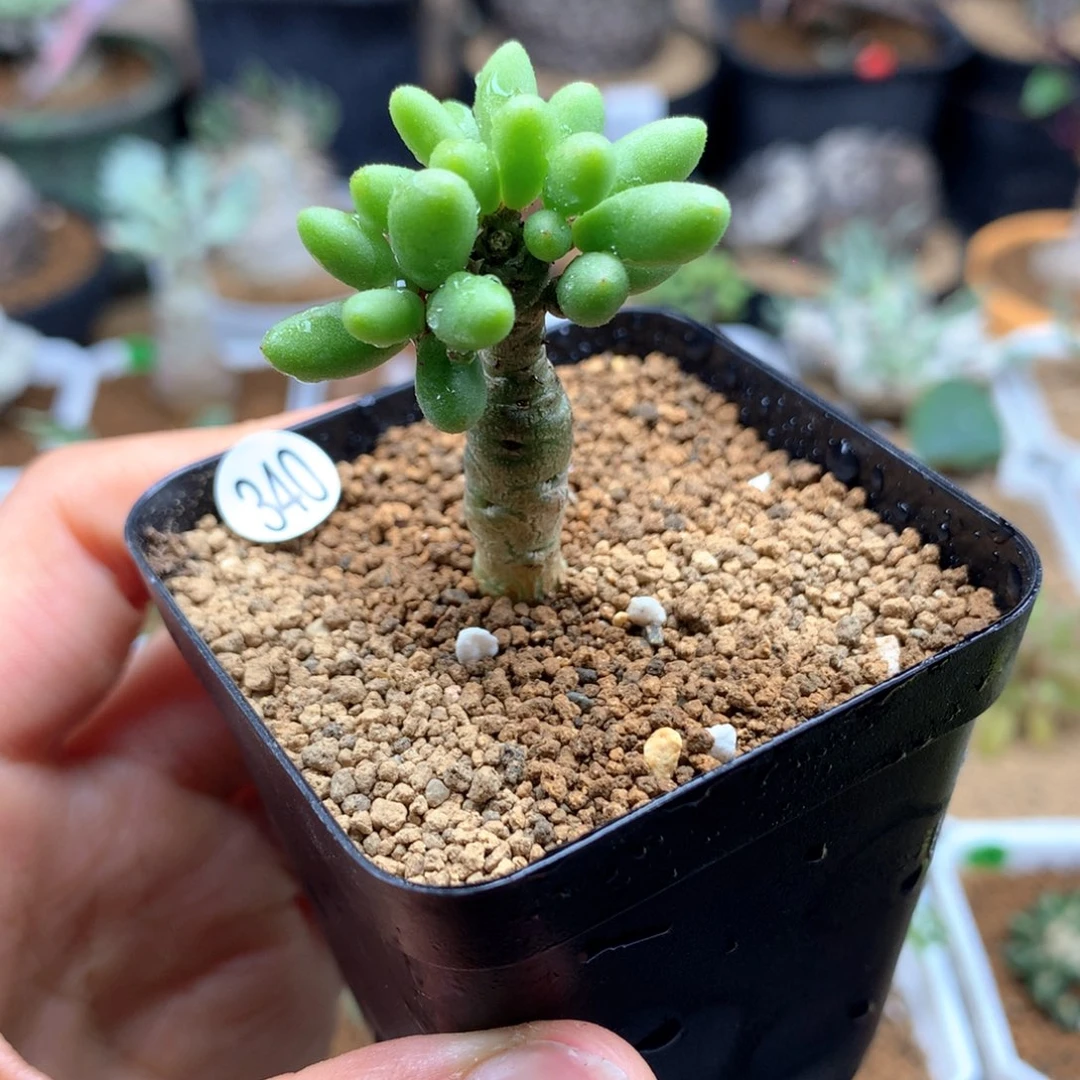 无****?340号诱惑脱土不包叶子