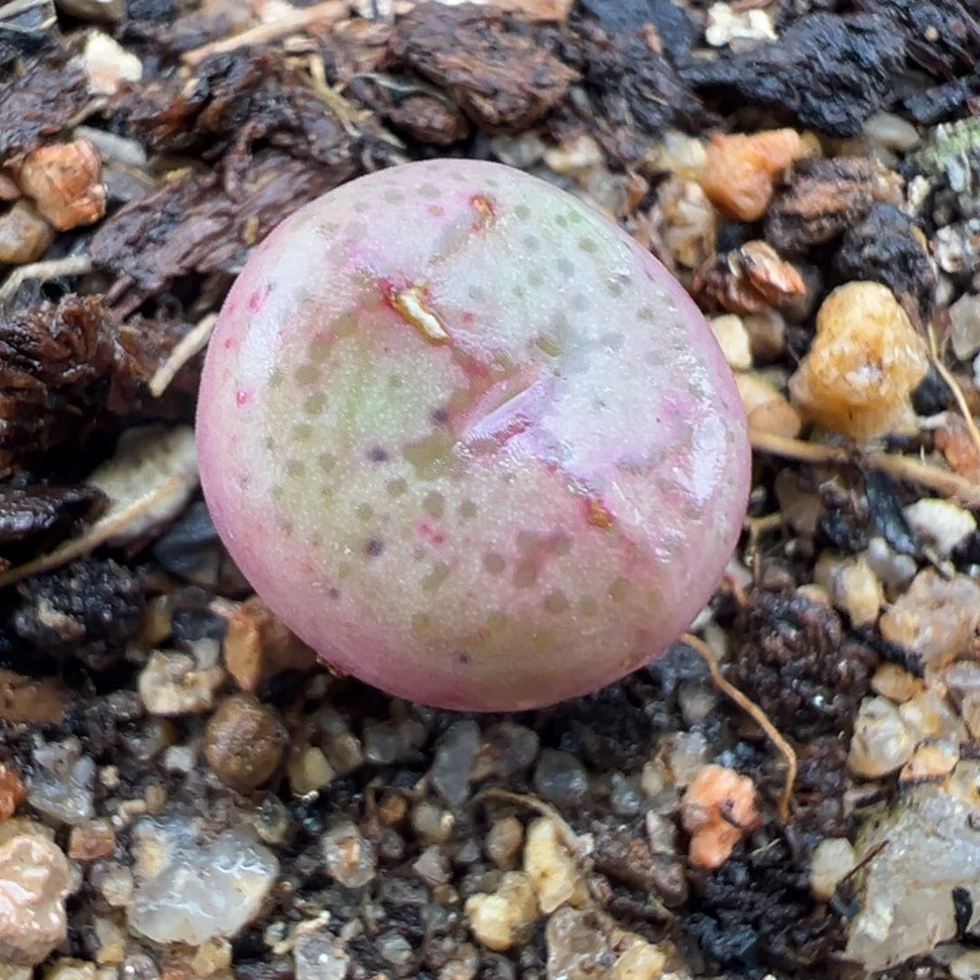 2.2好看的多肉a079