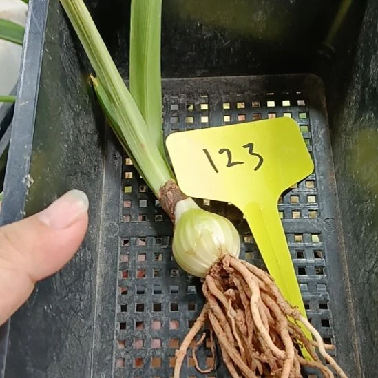 无花朵123/2.4裸球发货