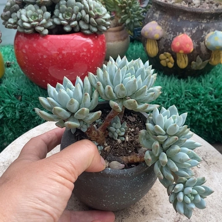 美人杂整无砍多肉