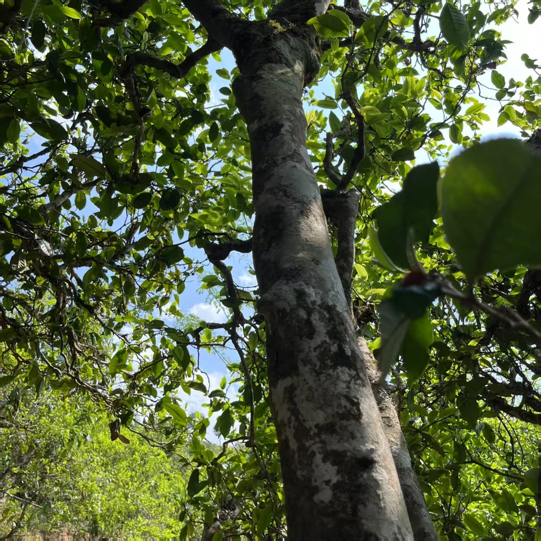 升鸿坊2023年头春 那罕古树200克饼