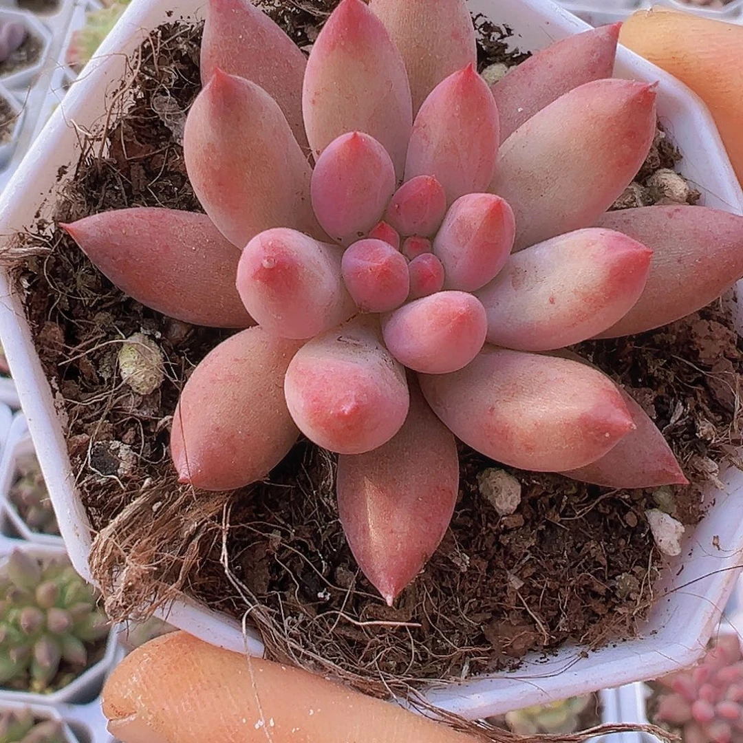 虞美人19包邮多肉