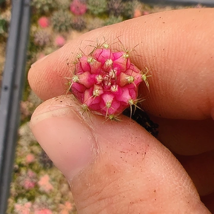 饕***餮当前无花栽培后可以开花