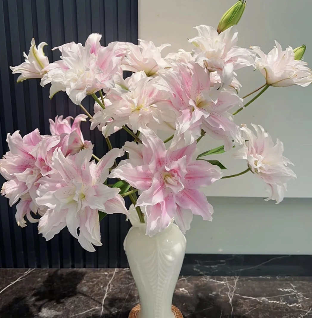 【4头伊莎贝拉】重瓣百合5支    鲜花任意两单包邮