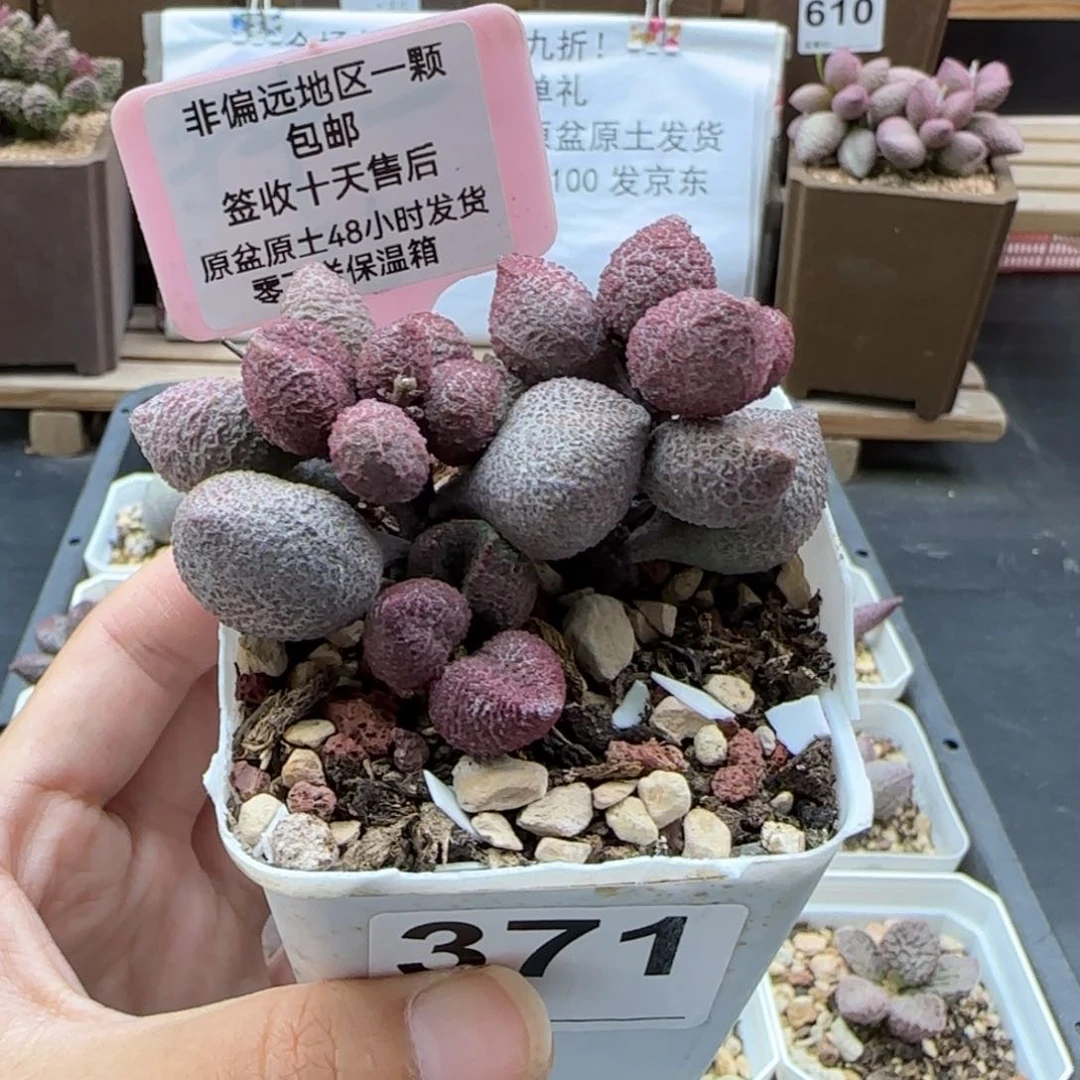 371水蜜桃多肉植物