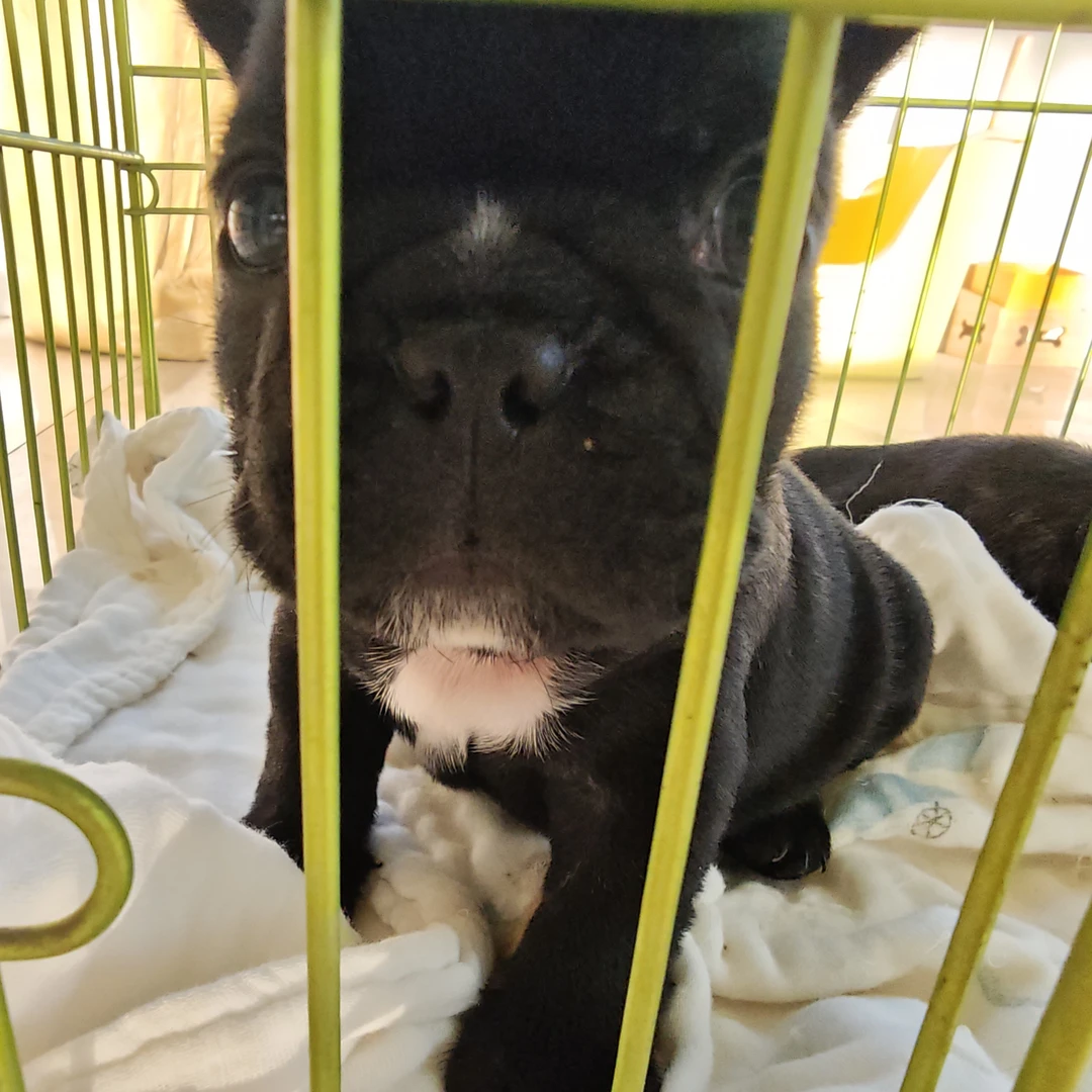 法国斗牛犬黑虎斑