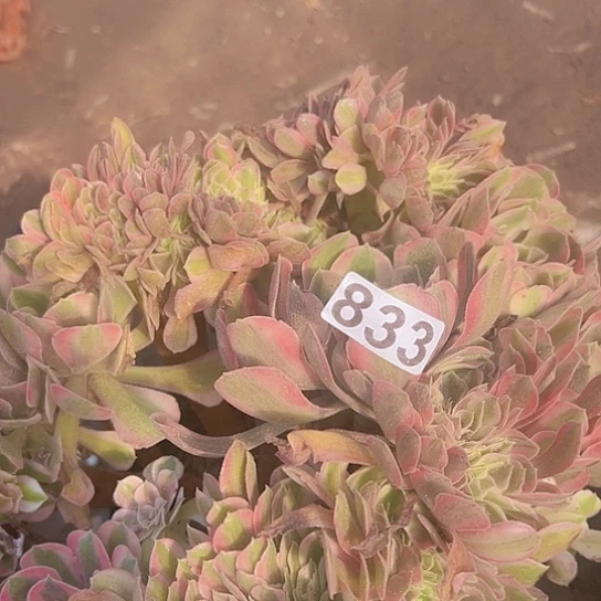 用***8多肉植物一个香非