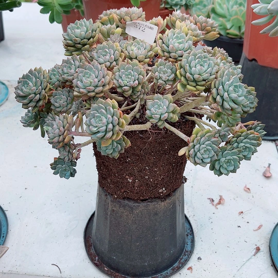 喜***悦372粉布偶多肉植物多肉