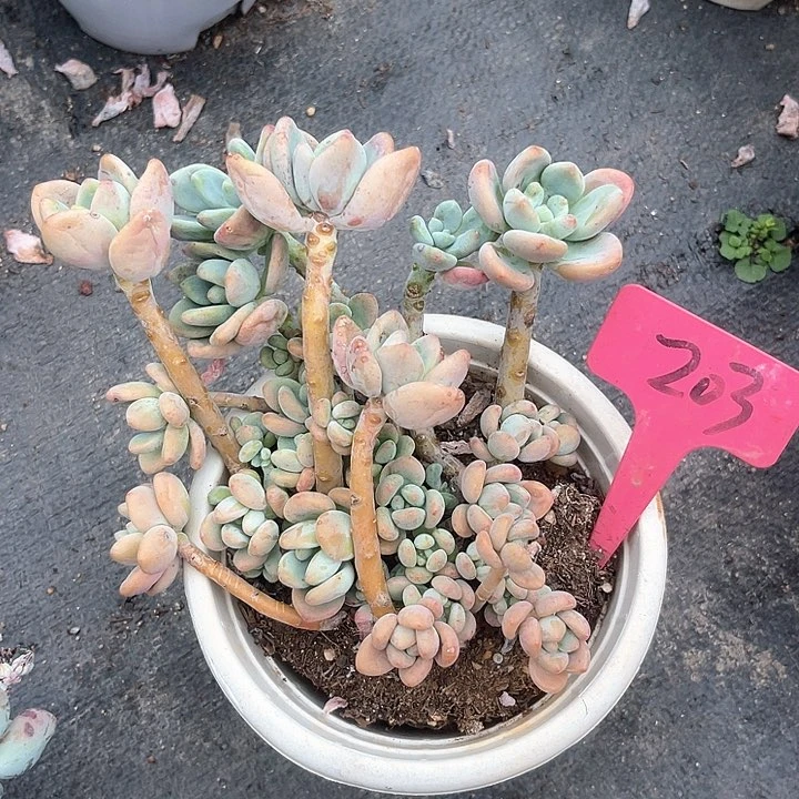 晨语多肉，一物一拍203