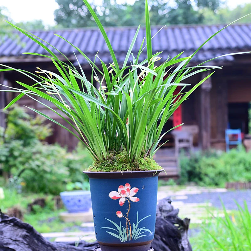 建兰铭品【秋雪】高端紫砂盆 浓香兰花室内好养易活