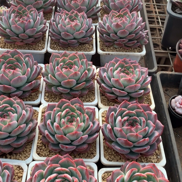 红鸾多肉植物两单包邮