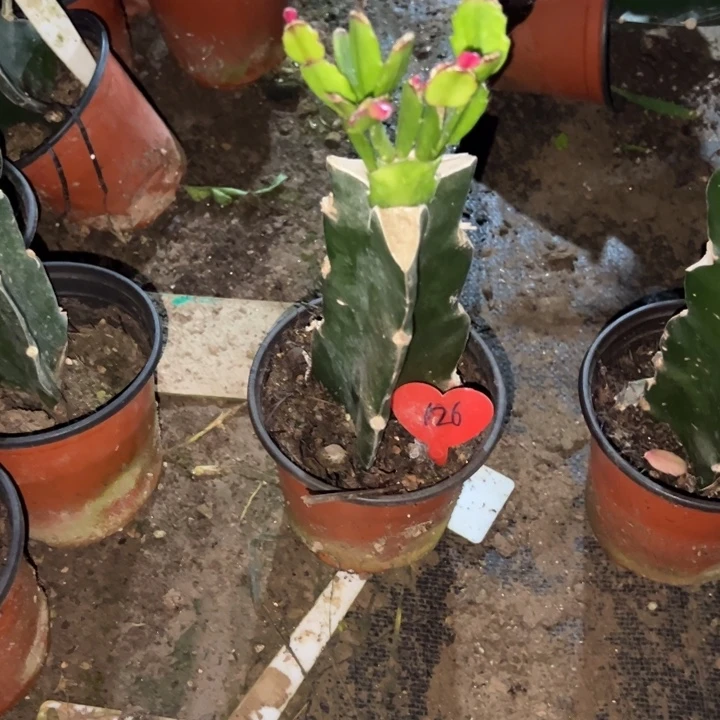 烟****当前无花栽培后可以开花037  126