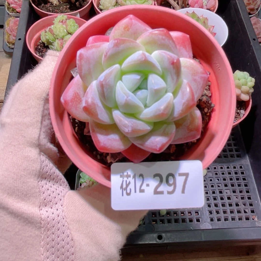 花利美12-297冰玉