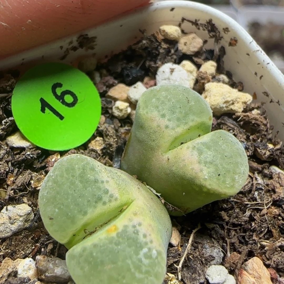 漂漂亮亮多肉植物16