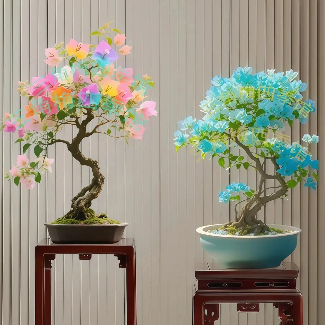 【扶苏 天青】三角梅盆栽四季开花好养易活适合阳台庭院楼顶不带花