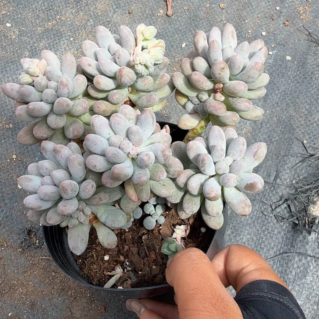 糖豆美人多肉植物