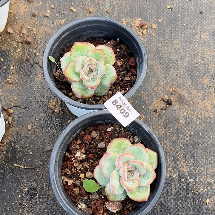 阿雅园艺。        8409泡芙两颗