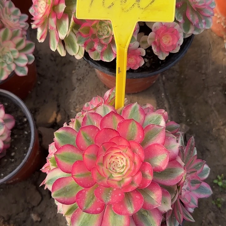 铿***竹4060---倾城多头多肉