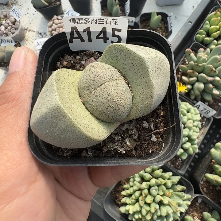 145多肉植物多肉植物