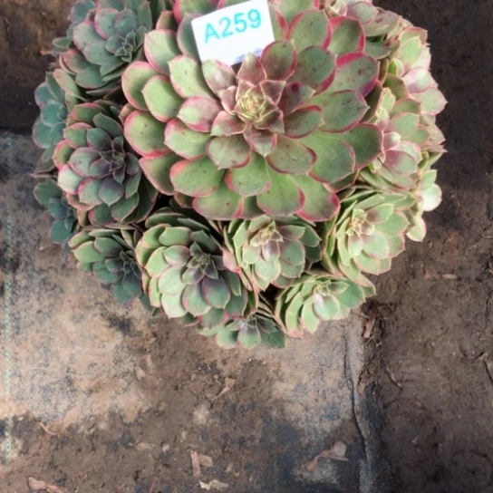 冬***来无花朵粉花妖法师多肉植物259号