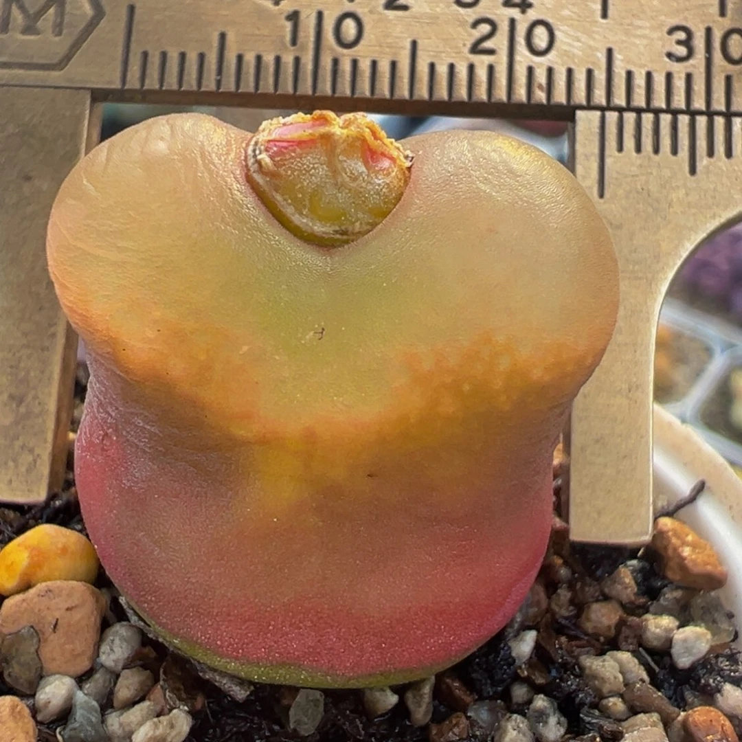 红宝石母本带盆多肉