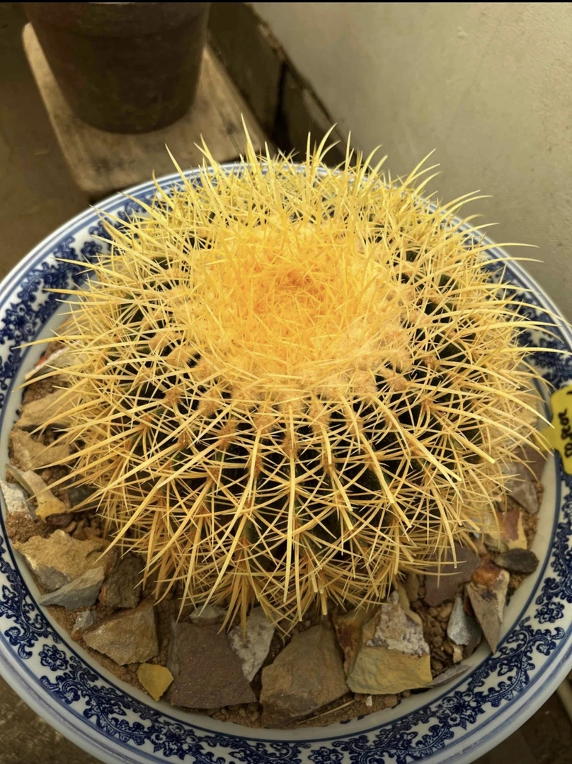 金虎仙人球小号带刺开花15-17公分左右金虎仙人球