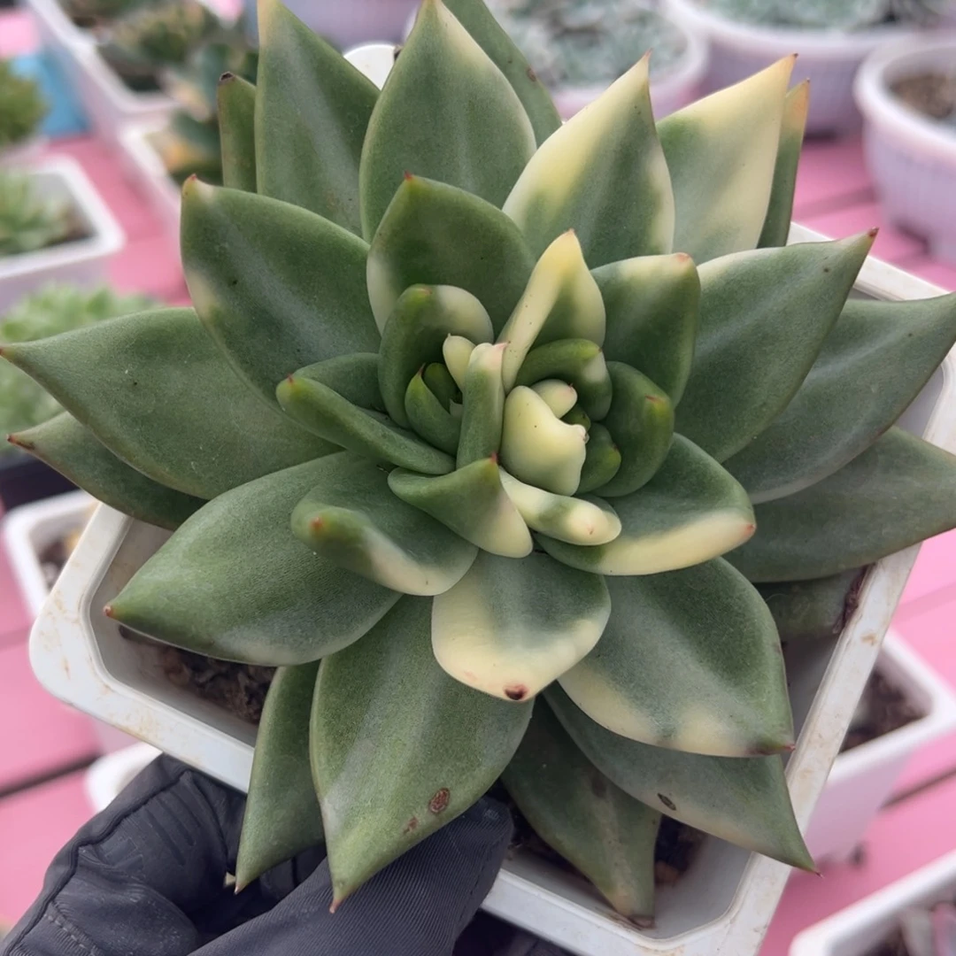 口红锦，潜力股多肉植物