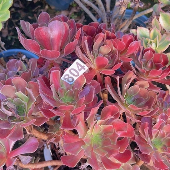 彩***虹多肉植物一个华那