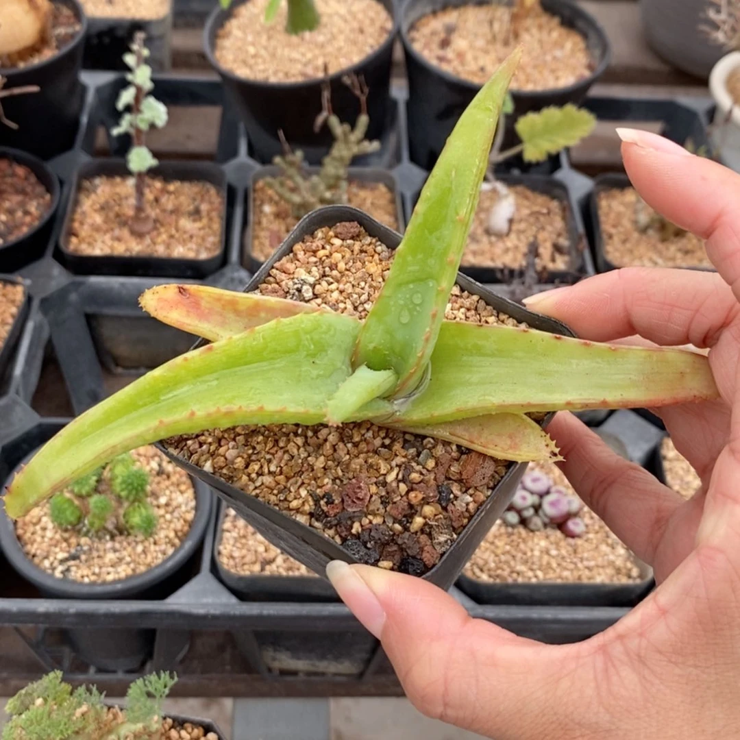 【闪购商品】范巴伦