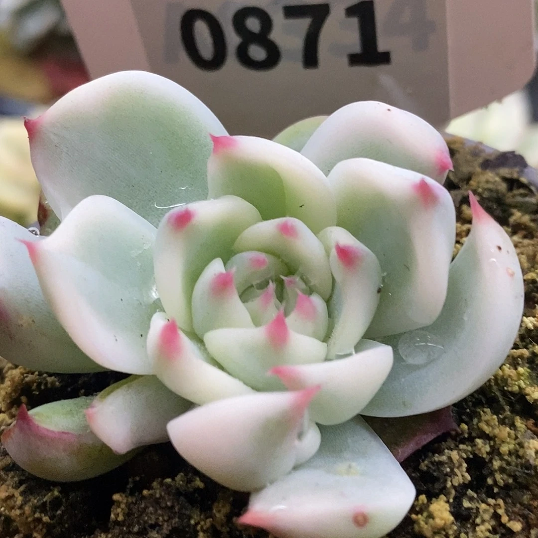 871娃娃哈哈哈哈哈哈哈哈