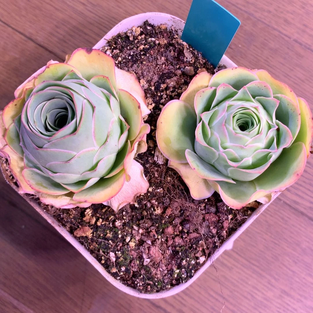 ?****一物一拍高山大帕056