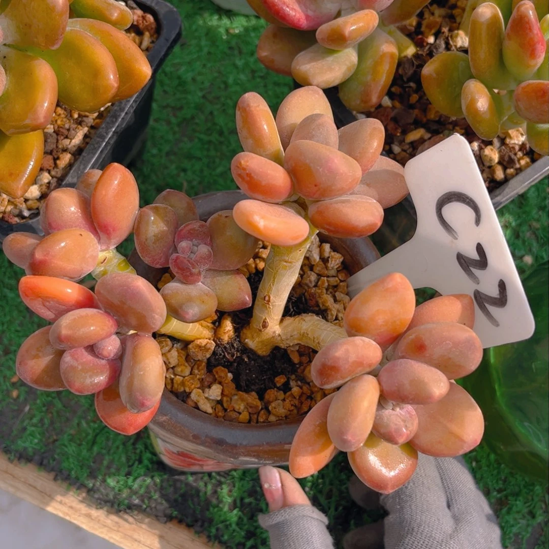 天****322dfghhhhhhjjjj