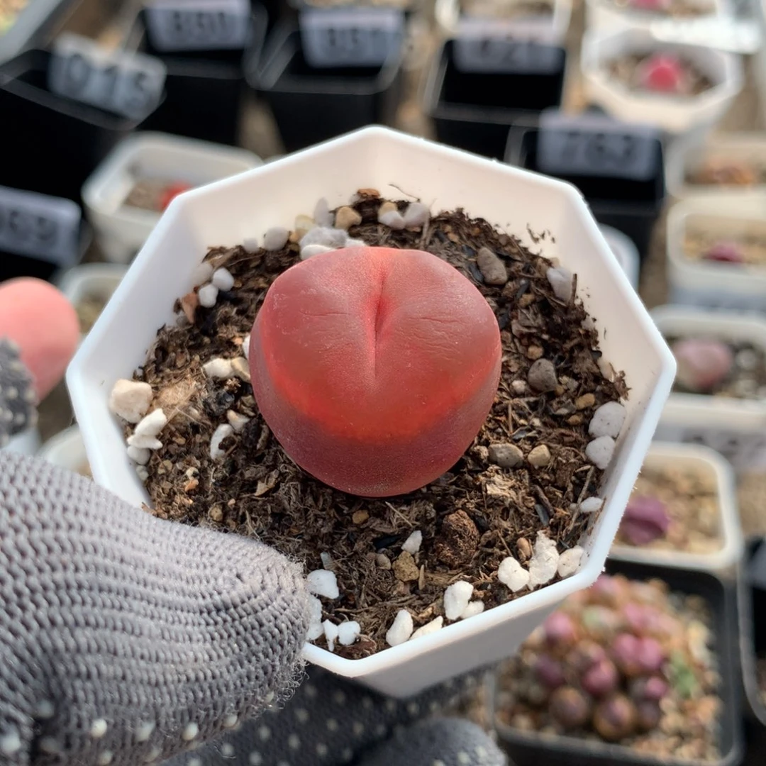 031冰魄母本一颗