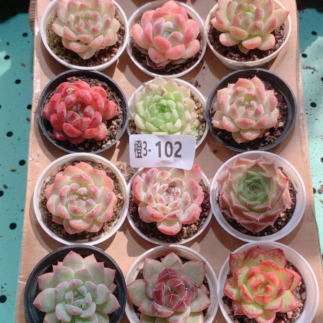 3-102一物一拍多肉带盆18颗