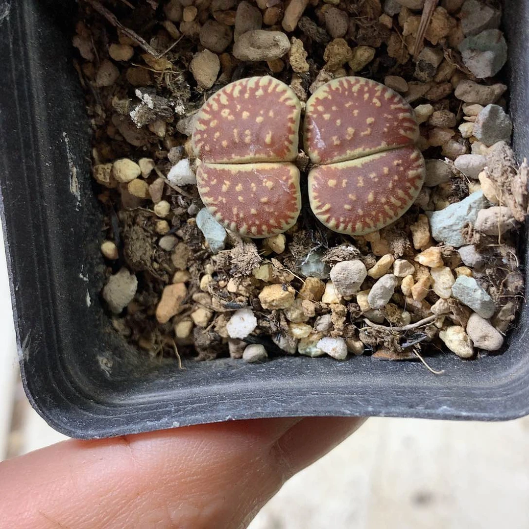 H410多肉植物保护研究所