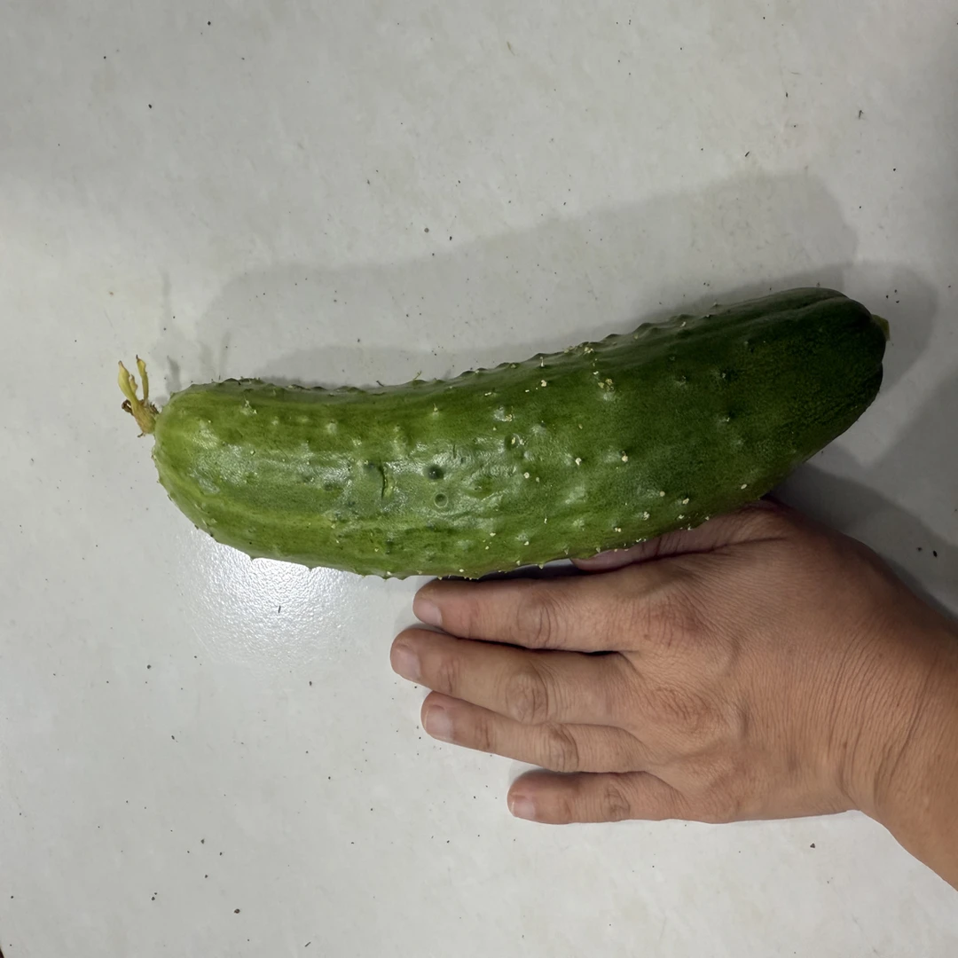 偏大，偏粗，偏老，大黄瓜