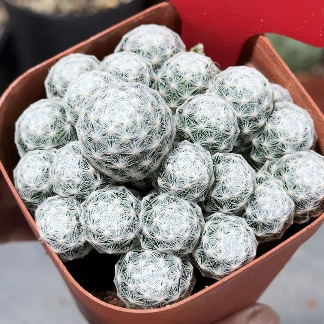 20好 姬春心带盆发货