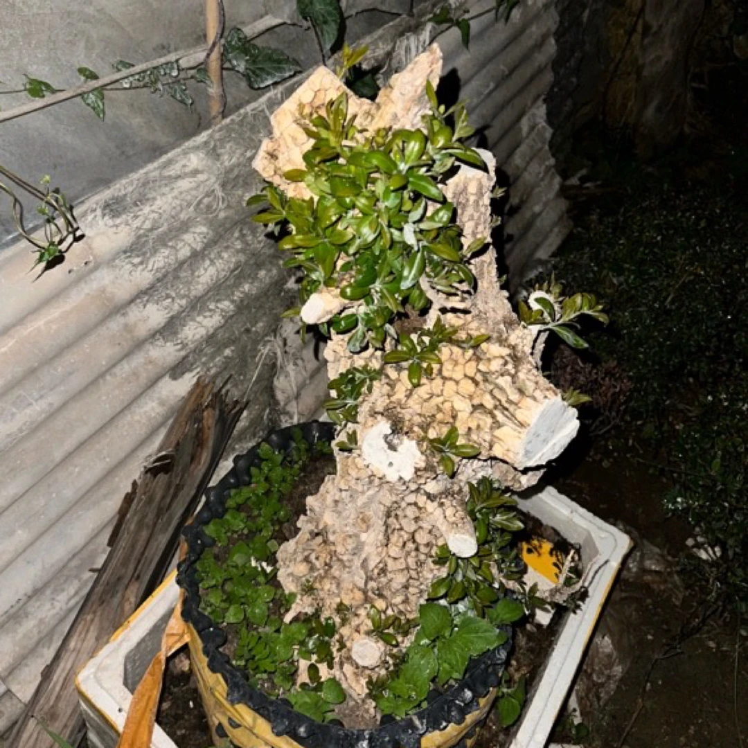 龙麟黄杨盆景适合室外与室内种植1000万元的黄杨盆景