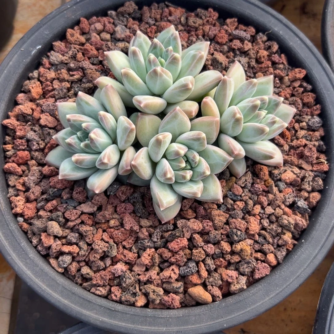 多肉绿源美人【非偏远地区满18包邮】