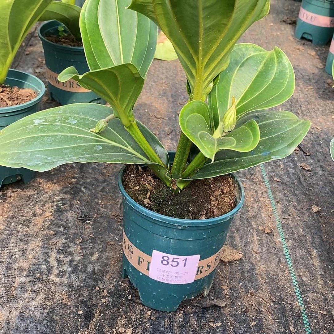 用****7木本花卉851福利