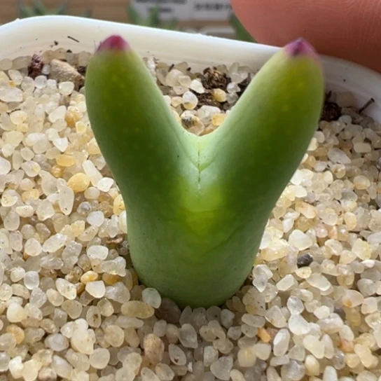 Ssg0136皮卡丘一颗25。