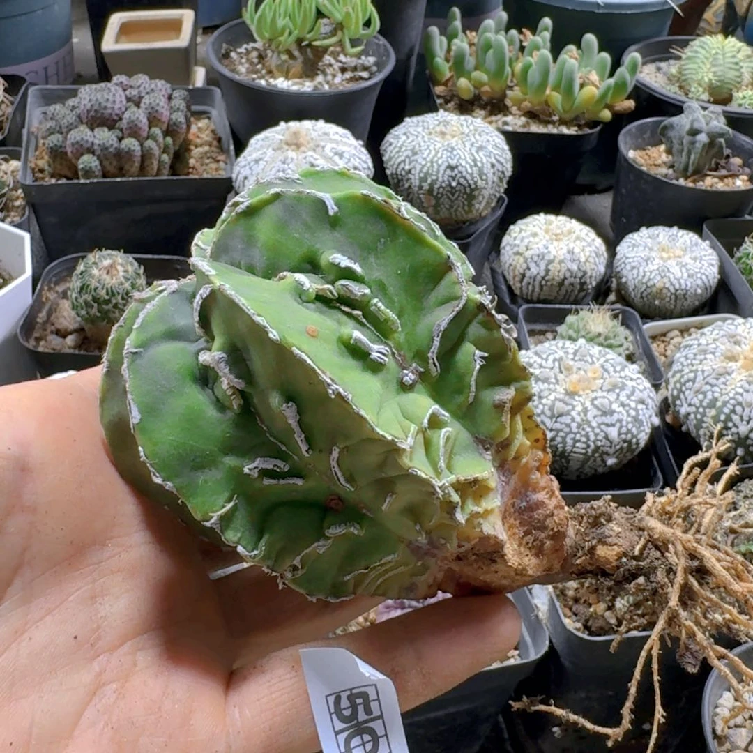 502核桃鸾凤玉脱土发货