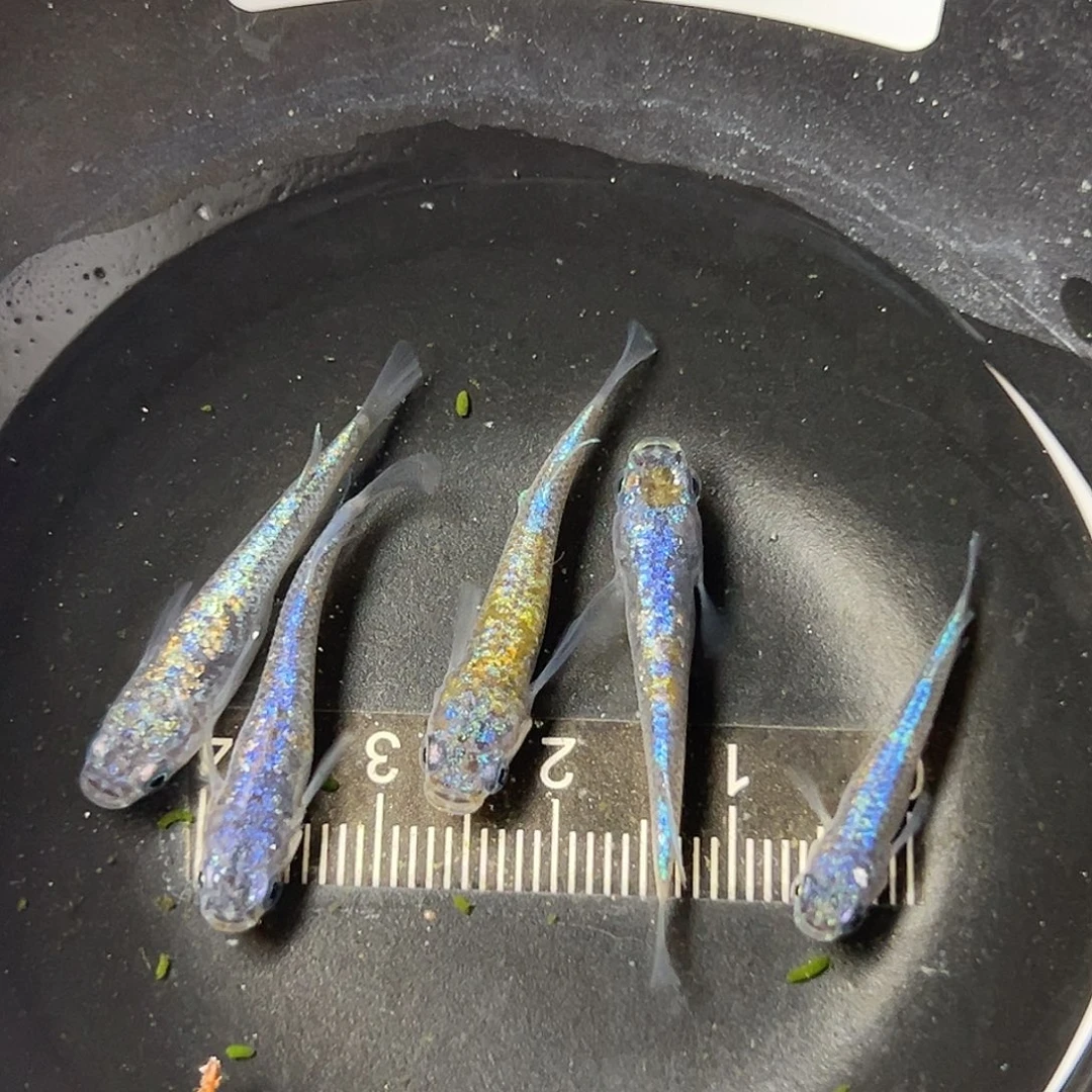 海水海王星一组17