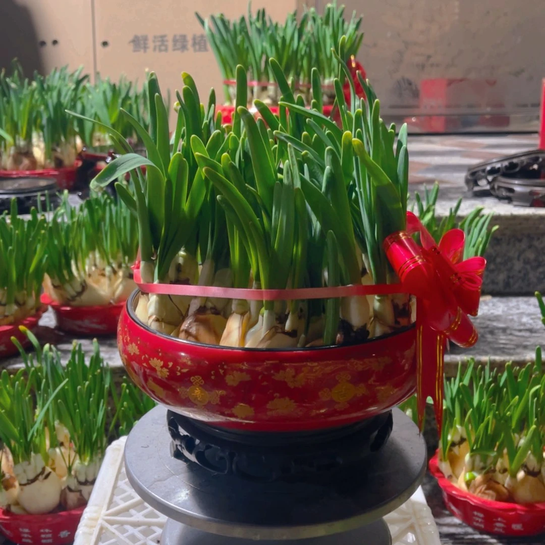 复瓣吉祥如意盆送底座